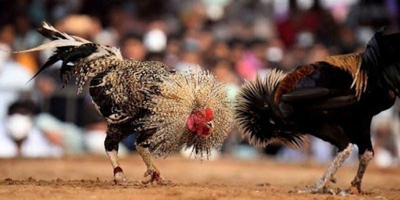 3 mẹo giúp tăng khả năng thắng cần áp dụng