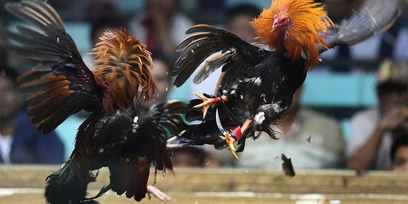 Trận đá gà 24 tỷ đã làm biến động gì trên thị trường cá cược?